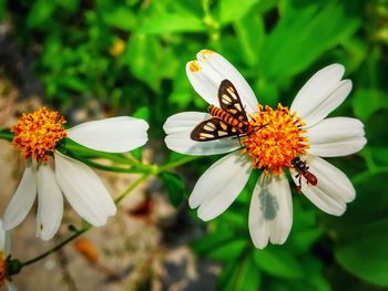 Close-up of butterfly pollinating on flower