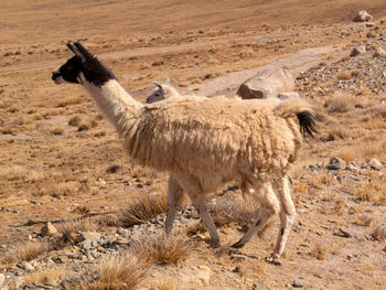 Lion standing in a desert