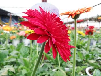 Close-up of red flowering plant