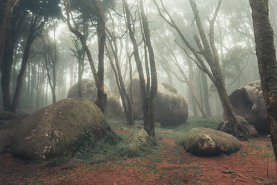 Trees in forest