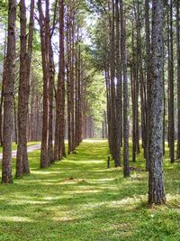 Trees in forest