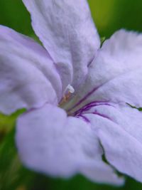 Close-up of purple flower