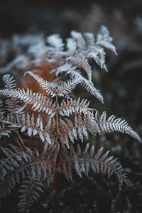 Close-up of frozen pine tree at night