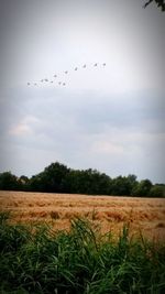 Flock of birds flying over field against sky