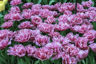 Close-up of pink flowers