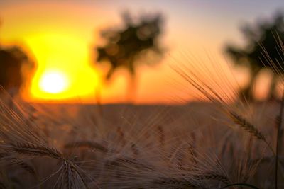 Close-up of stalks in field against orange sky