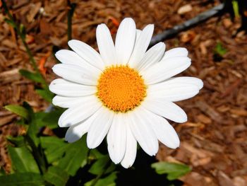 Close-up of fresh white daisy flowers