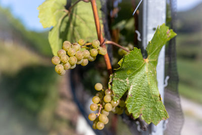 Close-up of berries growing in vineyard