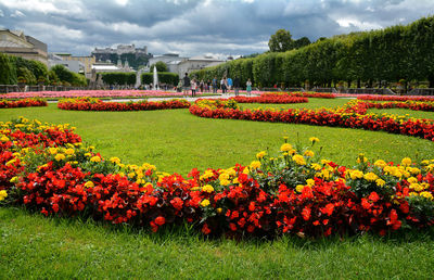 Scenic view of flower field against sky