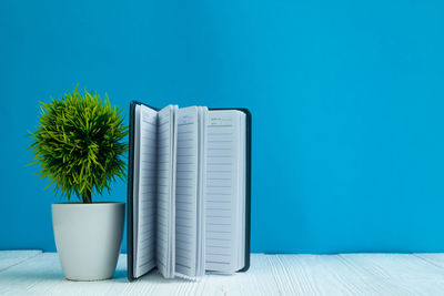 Potted plant on table against blue wall