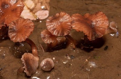 edible mushroom