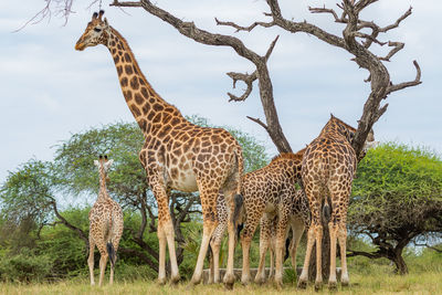 View of giraffe on field against sky