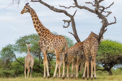 A family of giraffes