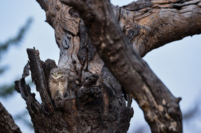 Close-up of lizard on tree trunk