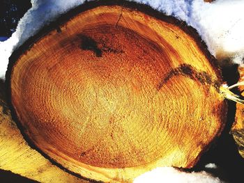 Close-up of tree stump