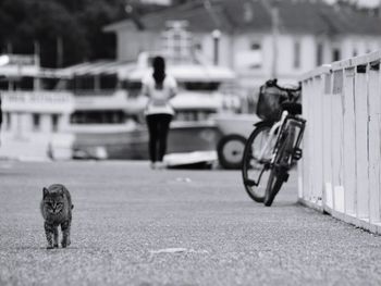 Full length of cat on street in city