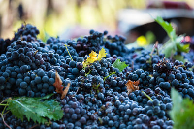 Close-up of grapes