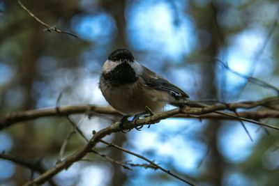Bird perching on branch