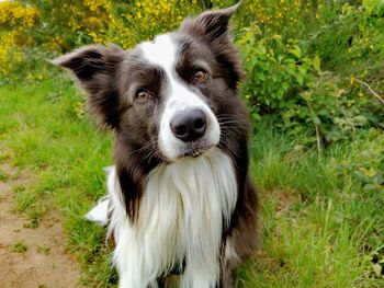 Portrait of dog on field, a border collie