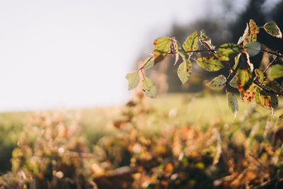 Close-up of plant growing on field against sky