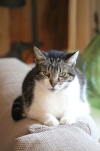 Close-up of cat resting on sofa at home