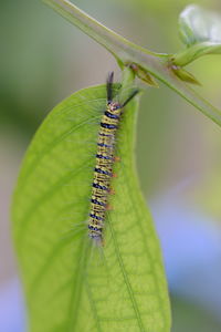 Close-up of insect on leaf