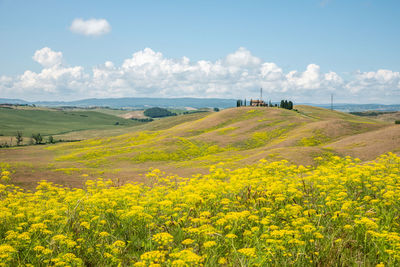 Scenic view of agricultural field against sky