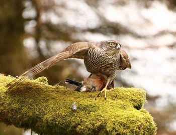 Close-up of owl perching on plant