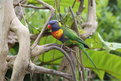 Bird perching on branch