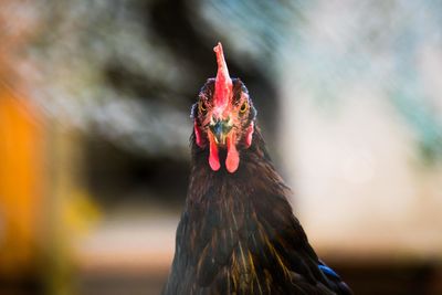 Close-up of rooster