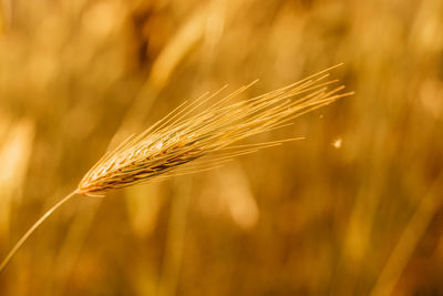 Close-up of wheat growing on field