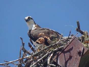 Low angle view of bird perching on branch against sky