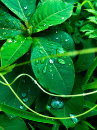 Close-up of wet plant leaves during rainy season