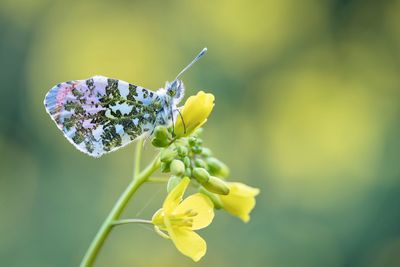 Close-up of butterfly pollinating on yellow flower