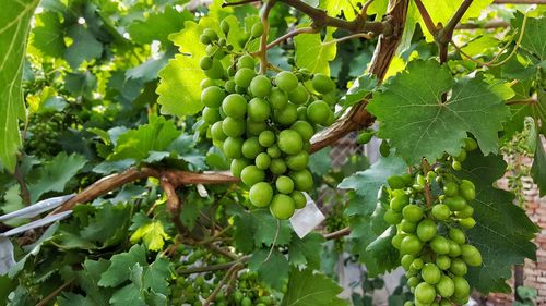 Grapes on tree