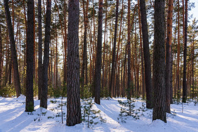 Trees in forest