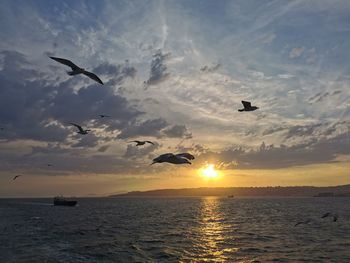 Seagulls flying over sea against sky during sunset