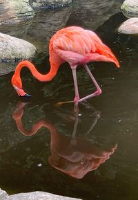 View of a bird in water