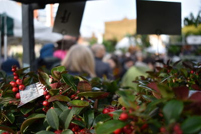 High angle view of fruits on plant