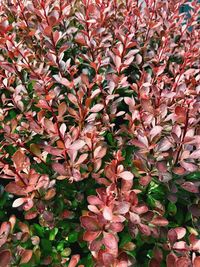 Full frame shot of flowering plants on field during autumn