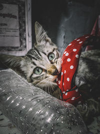 Close-up portrait of a cat