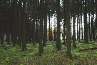 Trees in forest