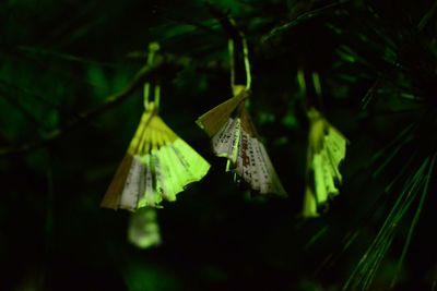 Close-up of clothespins hanging on tree