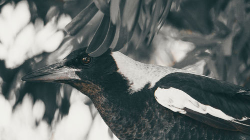 Close-up of bird