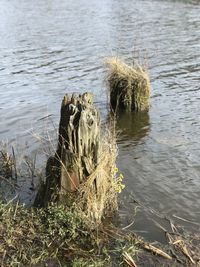 High angle view of crocodile on lakeshore