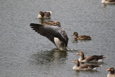Greylag goose flapping min lake