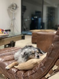 Dog sleeping at home