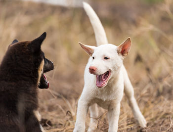 Portrait of white dog on field