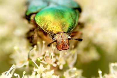 Close-up of insect on flower