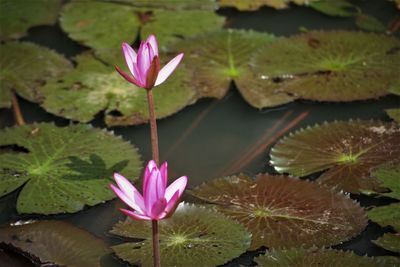 Close-up of pink water lily in lake